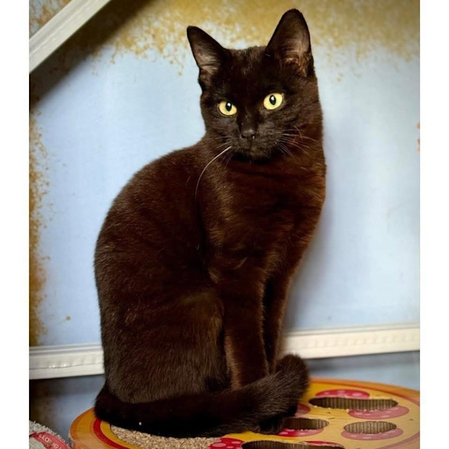 Photo of 12816   Nyx