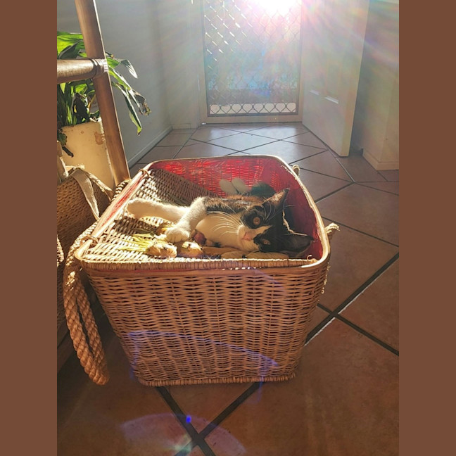 Photo of Daisy