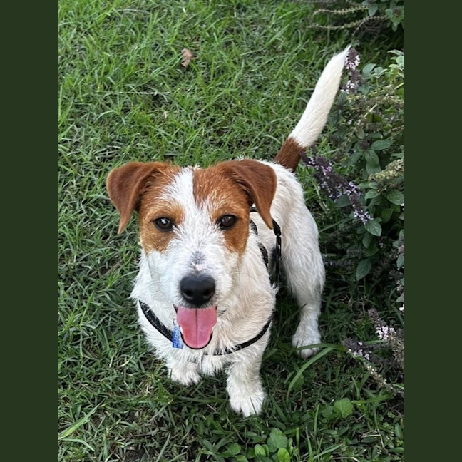 Photo of Stubby   8 Month Old Jack Russell 