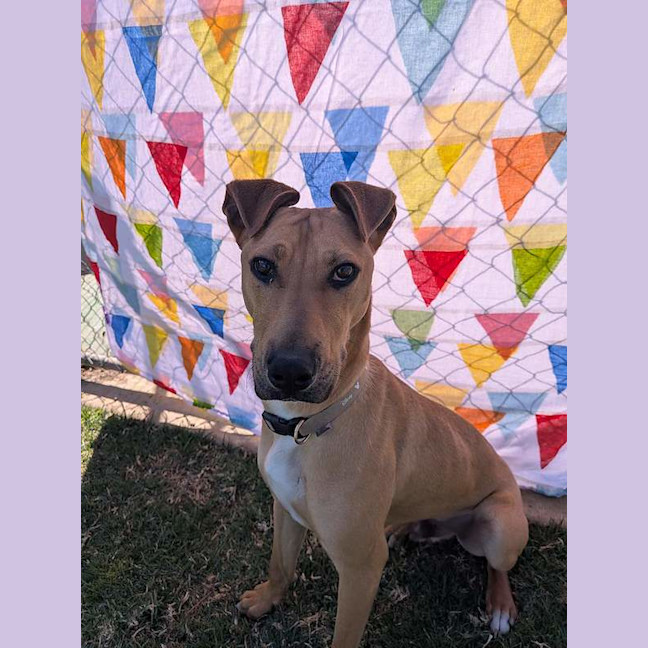 Photo of Milo