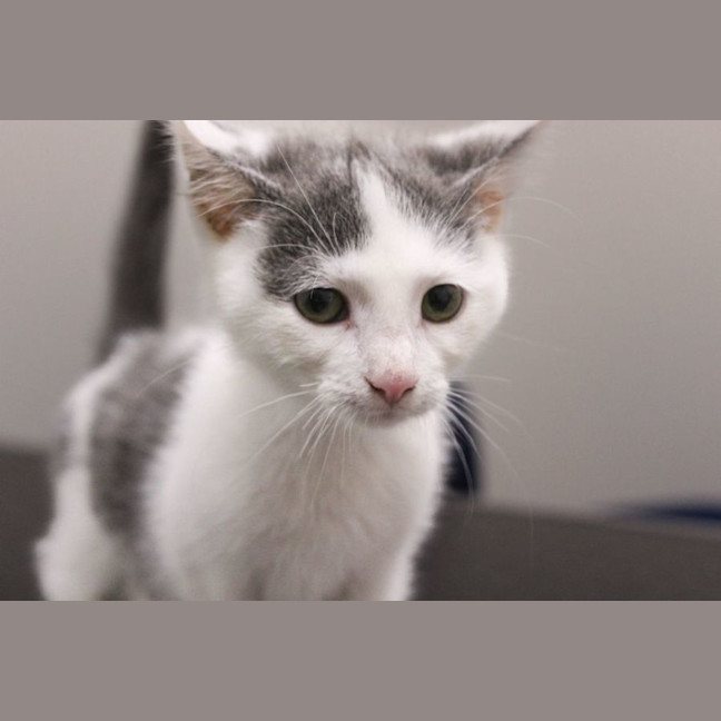 Photo of Honey