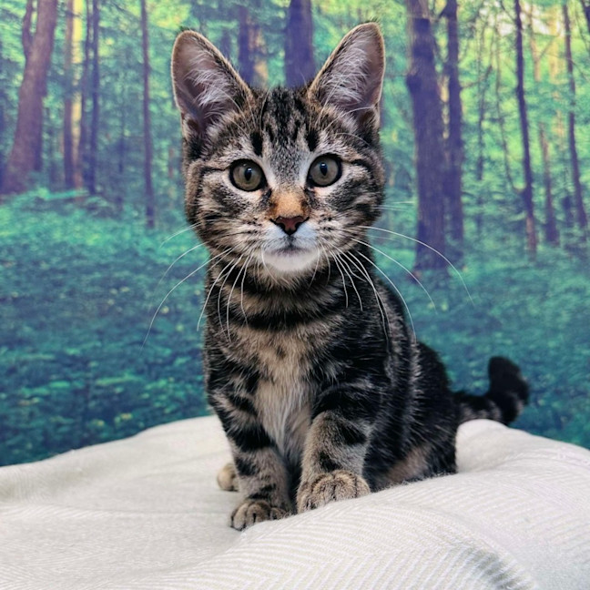 Photo of Stewie   Located In Keilor