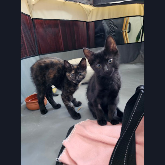 Photo of Dasher And Vixen