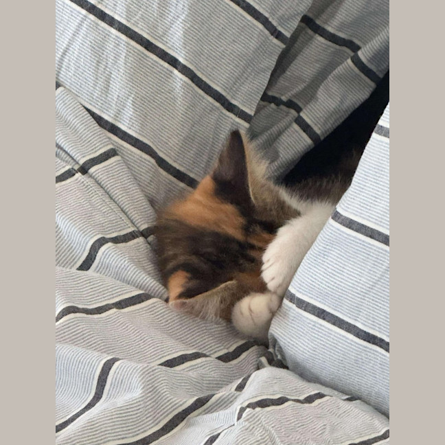 Photo of Scarlett ❤️ Meet Me At Petstock Hastings 23/3