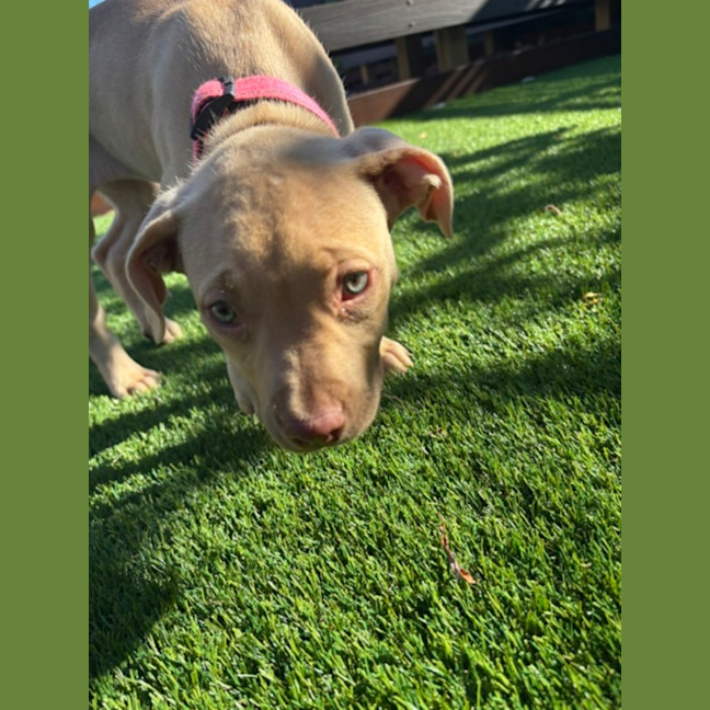 Photo of Squishy   11 Week Old Staffy X