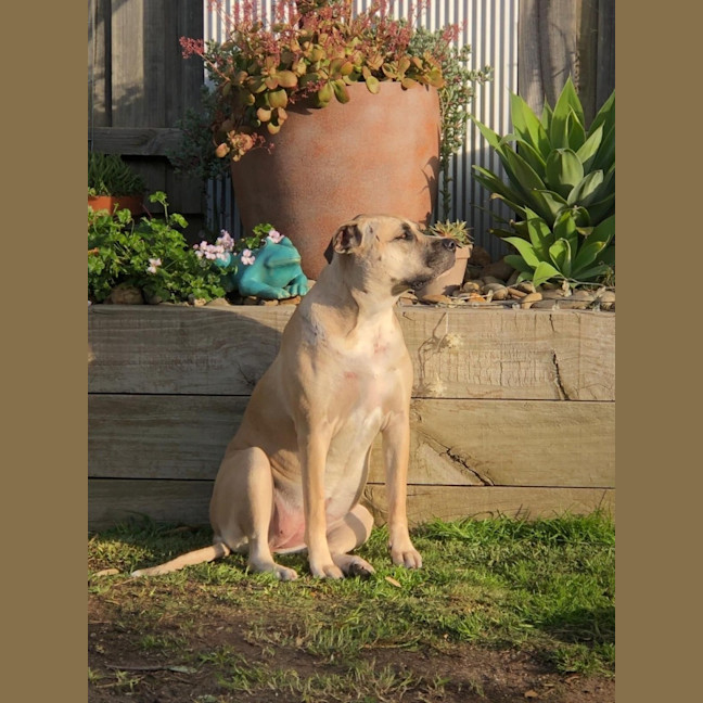 Photo of Kora