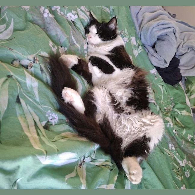 Photo of Lola