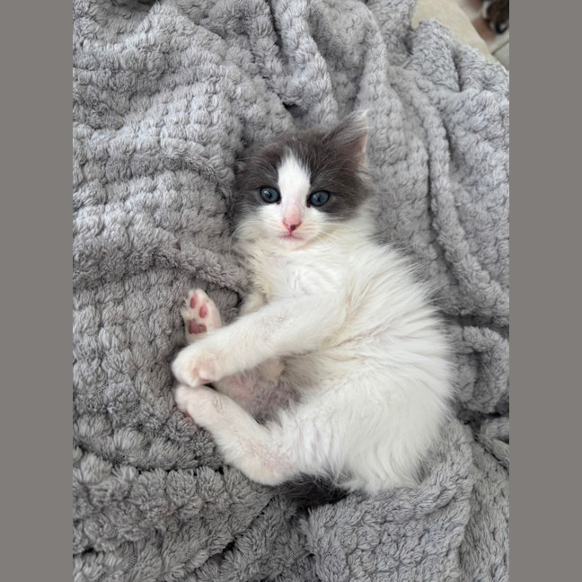 Photo of Albi & Atlas 