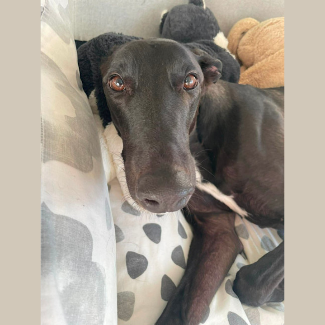 Photo of Sumo, The Greyhound