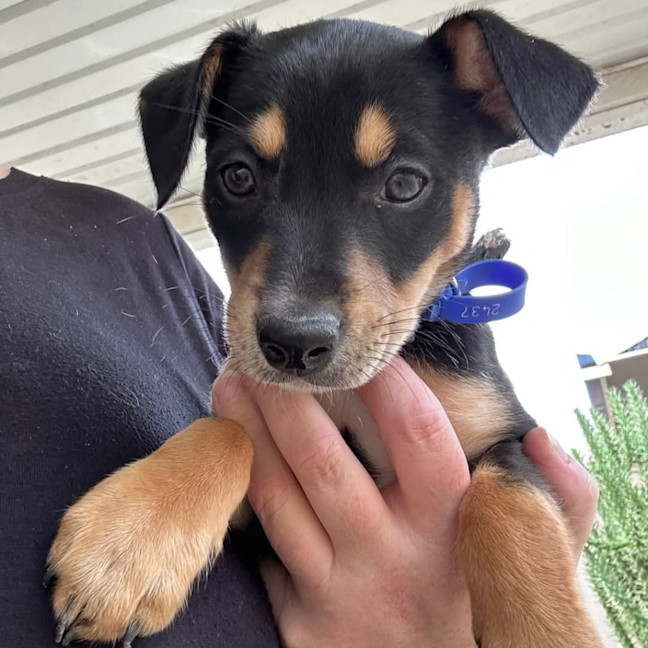 Photo of Dahlia