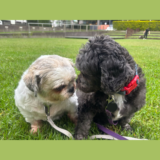 Photo of Coco And Nero   Bonded Pair