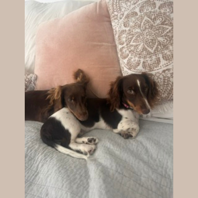 Photo of Paisley & Piper