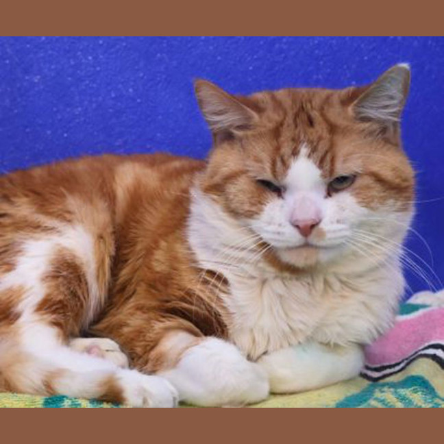 Photo of Mr Sleepy Pumpkin