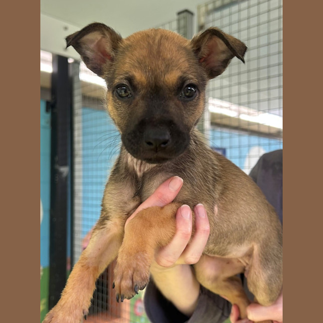 Photo of D1166 Miss Hilda