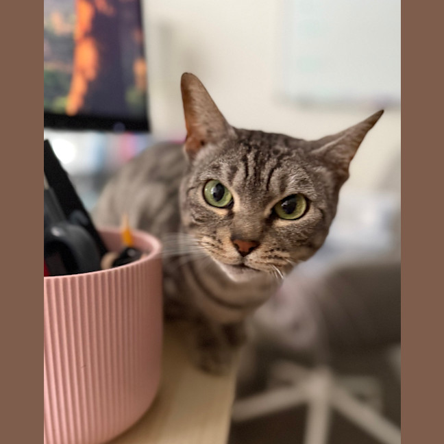 Photo of Hattie