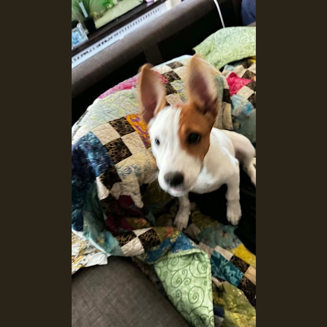 Photo of Skye
