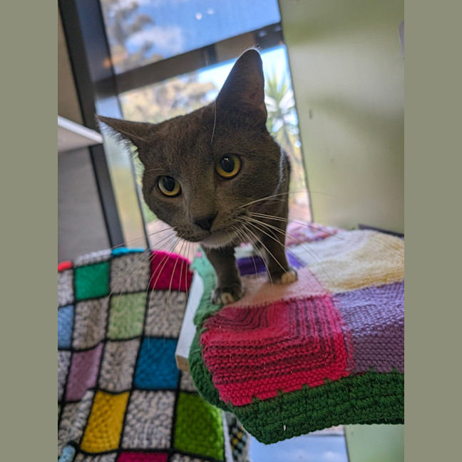 Photo of Basil
