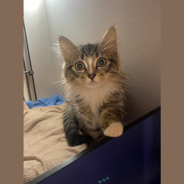 Photo of Taco