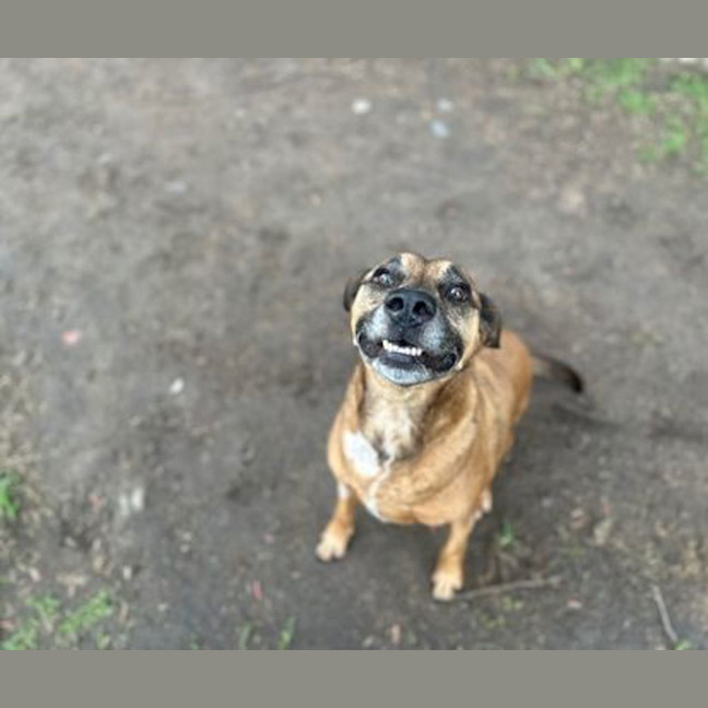 Photo of Buddy