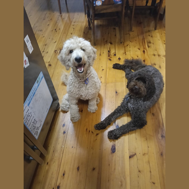 Photo of Paris   1 Year Old Poodle