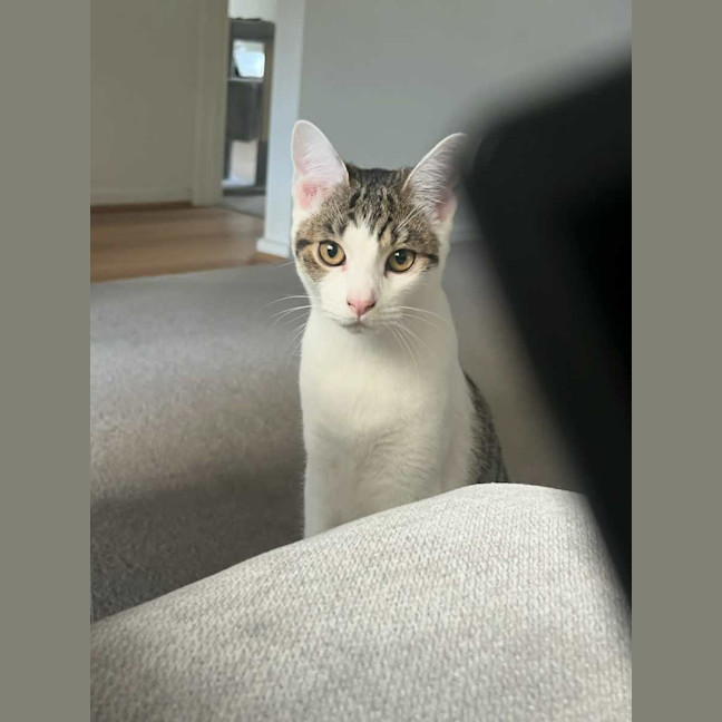 Photo of Mr Mini *9 Lives Project Rescue*