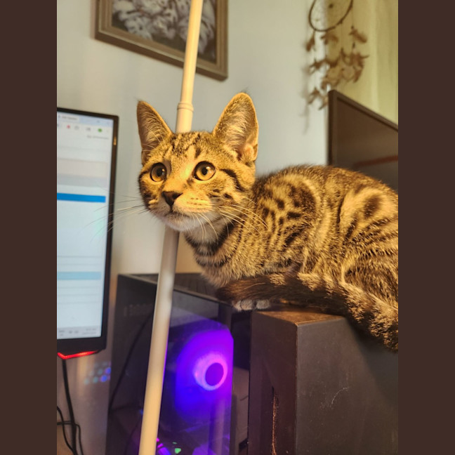 Photo of Oliver