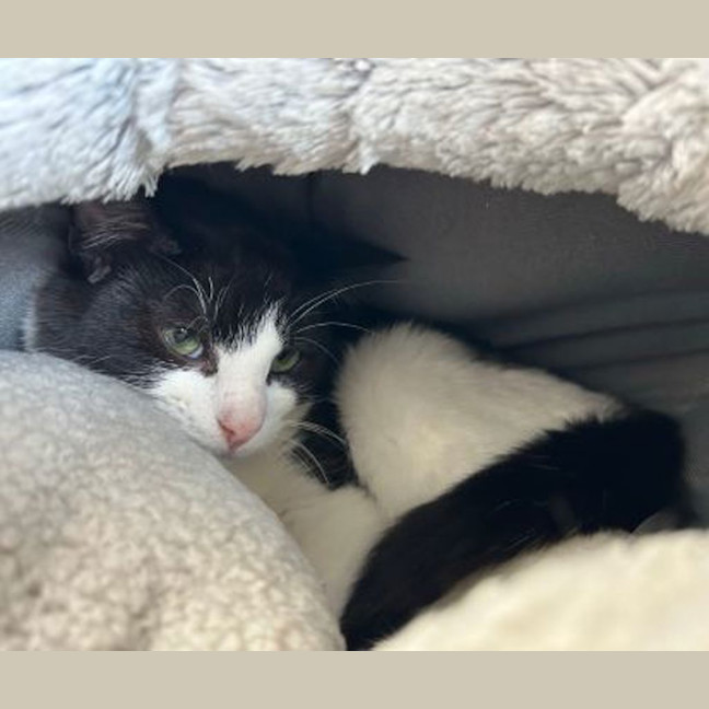Photo of Oreo