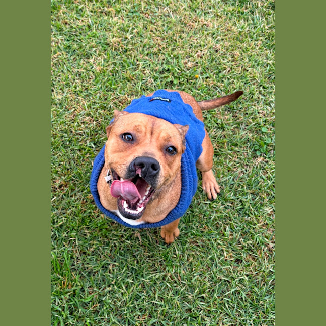 Photo of Butterbean