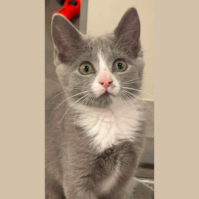 Photo of Luna