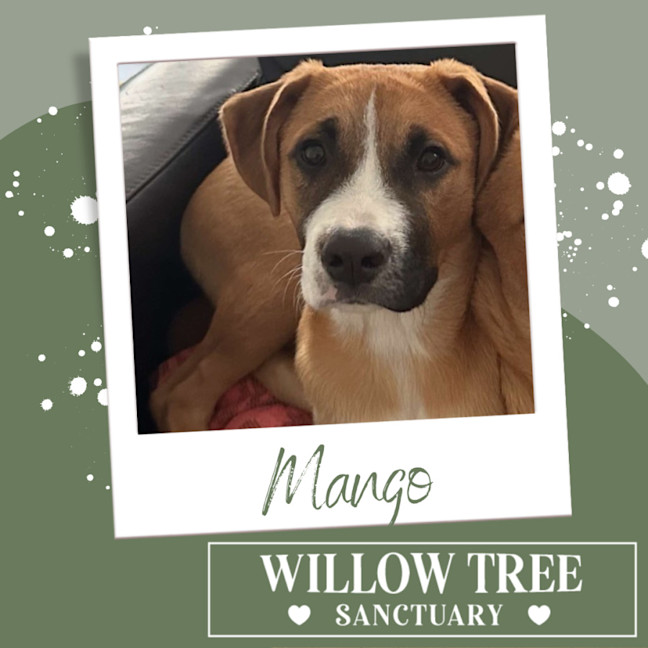 Photo of Mango