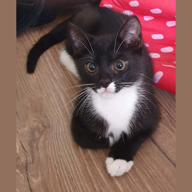Photo of Jasper