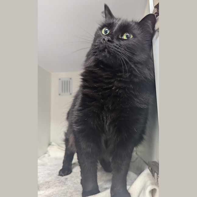 Photo of Ebony
