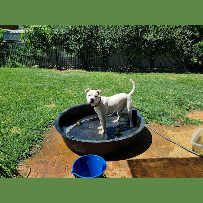 Photo of Crème Brulee