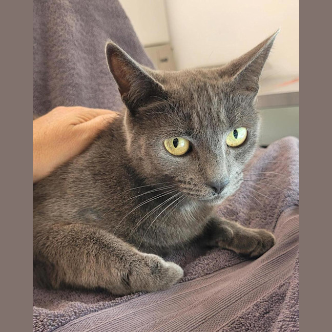 Photo of Profiterole