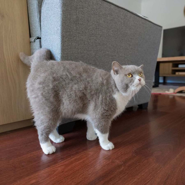 Photo of Teddy