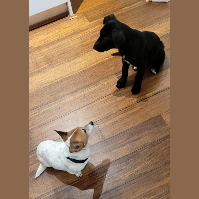 Photo of Macey   12 Week Old Wolfhound X