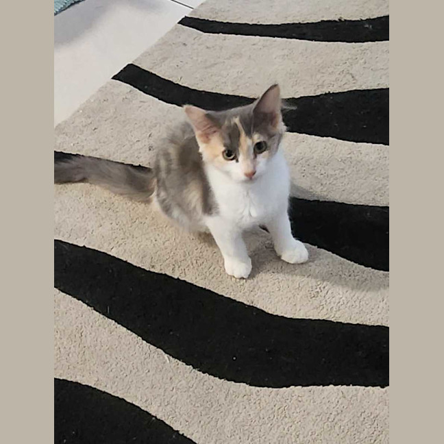 Photo of Lyra