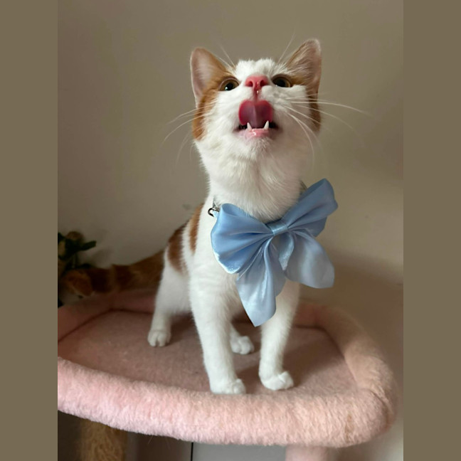 Photo of Tater Tot