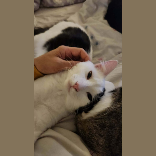 Photo of Pudding