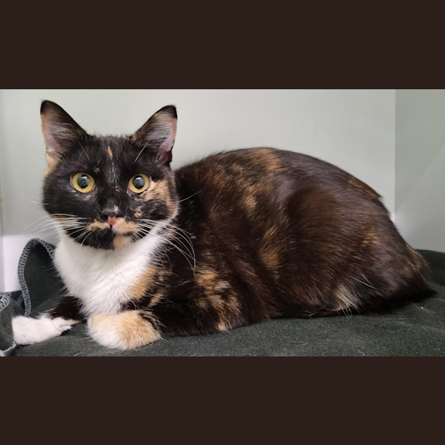 Photo of Tam Tam