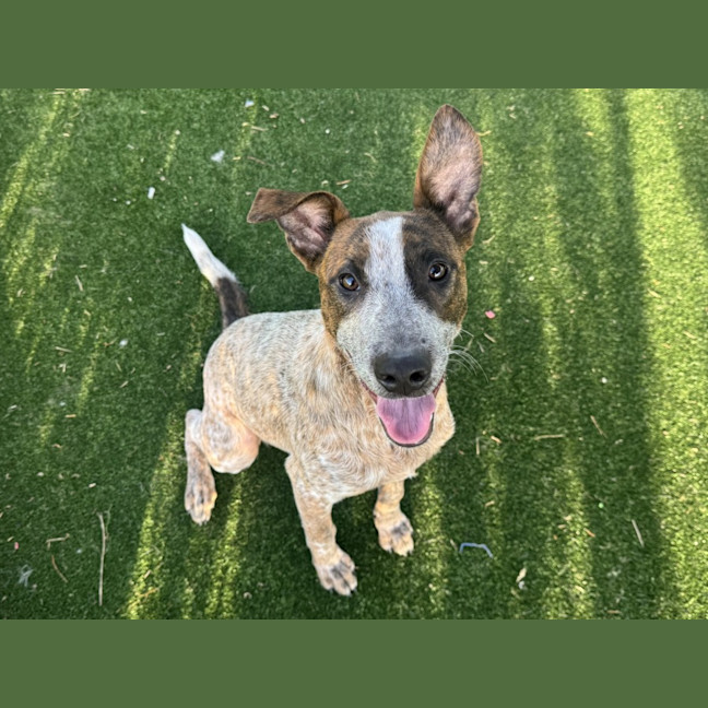 Photo of Storm Imp 1325