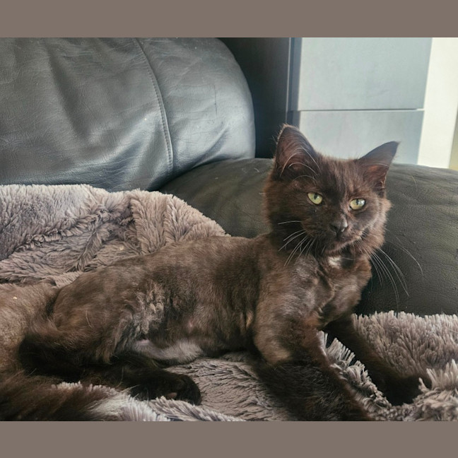 Photo of Noir