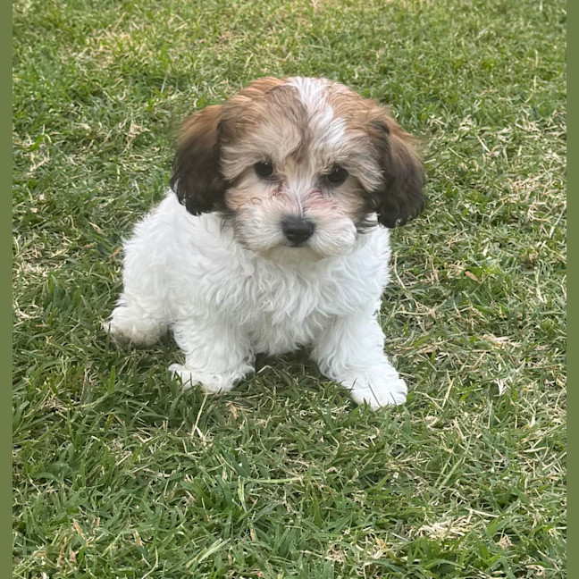 Photo of Rusty