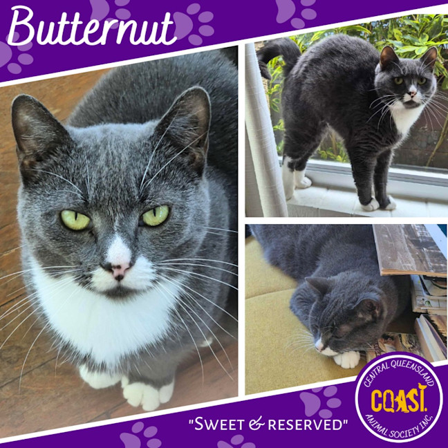 Photo of Butternut