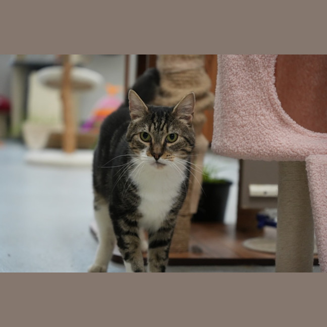 Photo of Jetson