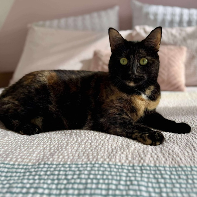 Photo of Bambi   In Foster Care In Macleod