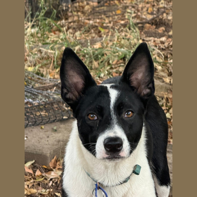 Photo of Pippa   1 Year Old Cattle Dog X