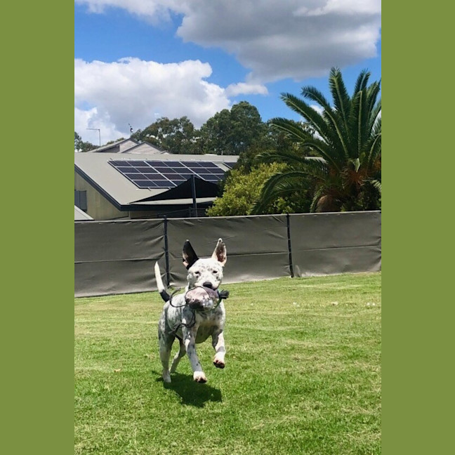 Photo of Cooper