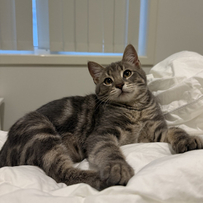 Photo of Bear