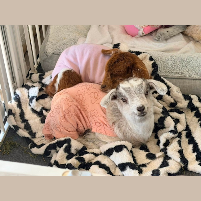 Photo of Cookie And Coco